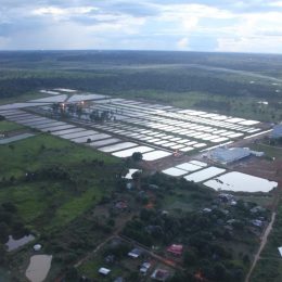 Mapa vai propor que retomada de vendas à UE comece com peixe de aquicultura