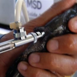 Criadores de tilápias vacinam peixes para reduzir mortalidade