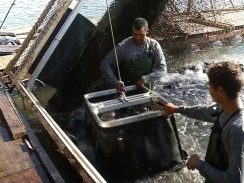 Piscicultores apontam vantagens em investir em peixes redondos