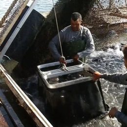 Piscicultores apontam vantagens em investir em peixes redondos