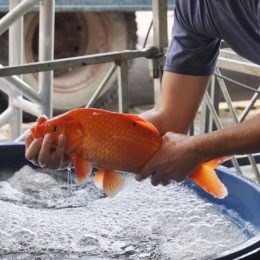 São José dos Pinhais terá feira do peixe nos dias 23 e 24 de março