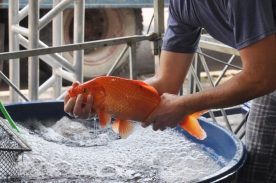 São José dos Pinhais terá feira do peixe nos dias 23 e 24 de março