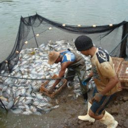 Piscicultores e especialistas debatem novas tecnologias em Maripá