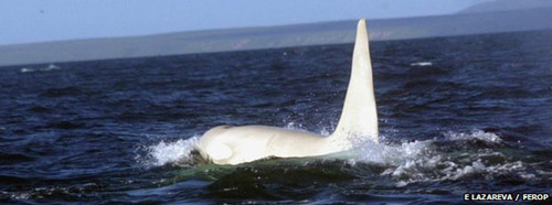 orca branca