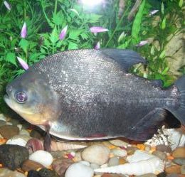pacu