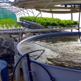 Sistema de nutrição de peixes é tema de pesquisa