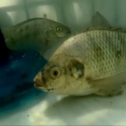 Criação de peixes em caixas d’água foca em baixo custo