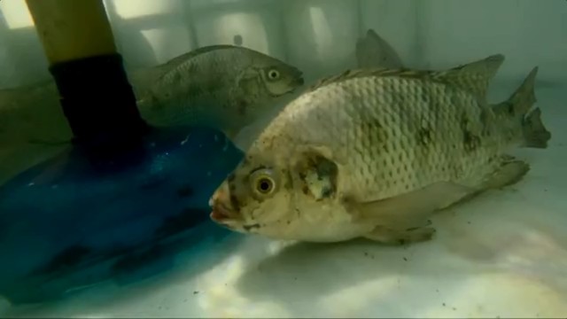 Criação de peixes em caixas d’água foca em baixo custo
