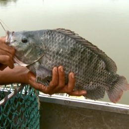 Quaresma tem peixes com preços reduzidos no Sul de Minas em 2017