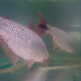 Barriga de aluguel é usada para reproduzir peixes em laboratório