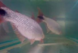 Barriga de aluguel é usada para reproduzir peixes em laboratório