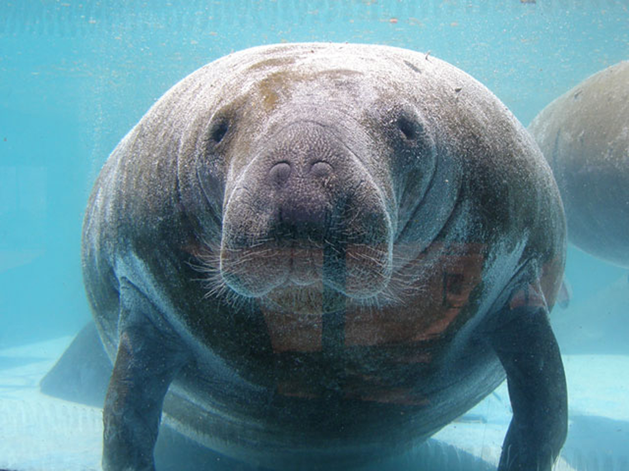 Peixeboi pode sair da lista de espécies em perigo Colpani Piscicultura Peixeboi pode sair da lista de espécies em perigo Colpani Piscicultura