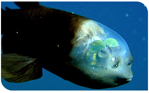 peixe transparente
