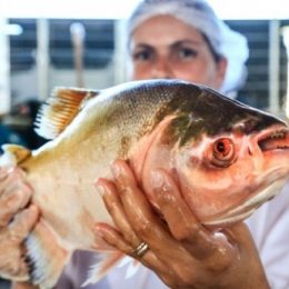 Idaron inicia emissão online da Guia de Trânsito Animal de peixes em RO