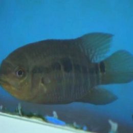 Com obra do Aquário do Pantanal parada, peixes vão para pesquisa