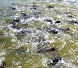 Crateras provocadas por extração de argila viram viveiros de peixes no PA