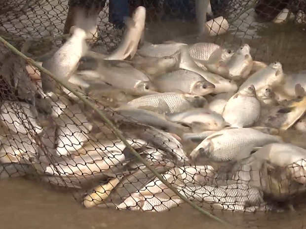 Produção de peixes é abundante em Rondônia, mas emperra na comercialização  - Engepesca - Redes para Aquicultura