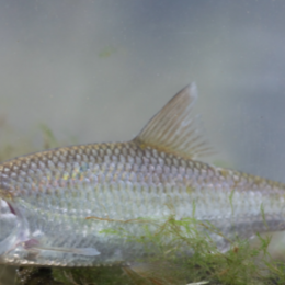 Peixes estão se tornando transgênero por causa dos químicos de pílulas contraceptivas