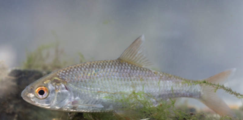 Peixes estão se tornando transgênero por causa dos químicos de pílulas contraceptivas