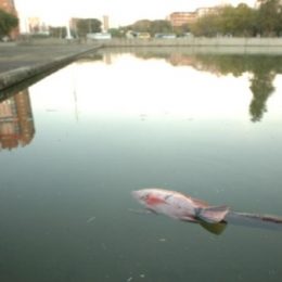 peixes mortos