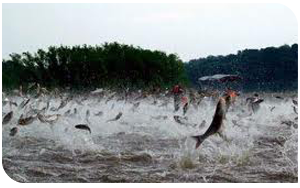 peixes subindo piracema