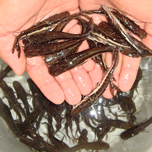 peixes