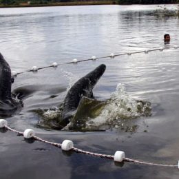 Piscicultura movimenta cerca de R$ 70 milhões em um ano em Roraima