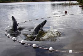 Piscicultura movimenta cerca de R$ 70 milhões em um ano em Roraima