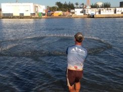 Botos ajudam pescadores na captura de peixes em Tramandaí, no RS