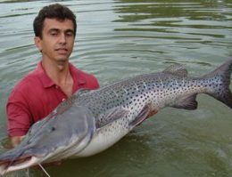 Produtores alagoanos investem na produção de surubim para alavancar vendas