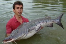 Produtores alagoanos investem na produção de surubim para alavancar vendas