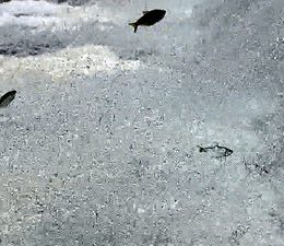 Mesmo com cheia, desova de peixes no Rio Mogi fica abaixo do esperado