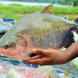 Sanidade na piscicultura será discutida em três seminários nas regiões mais produtoras de Rondônia