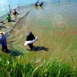 Mapa e setor privado querem simplificar licenciamento ambiental para aquicultura