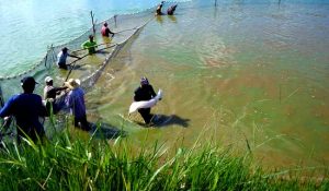 Mapa e setor privado querem simplificar licenciamento ambiental para aquicultura