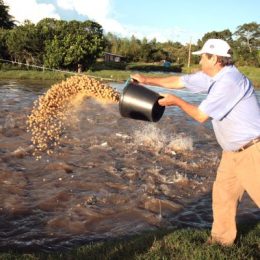 Saída da piscicultura do MAPA é péssimo para o setor, reclama entidade