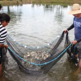 Quarto maior produtor de peixe, MT vê piscicultura “travada” por falta de indústria