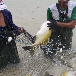 Nortão: entreposto será adequado para que piscicultores voltem a vender peixes para outros Estados
