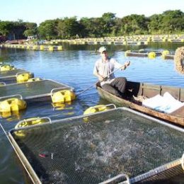 piscicultura