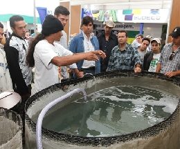 piscultura alternativa renda