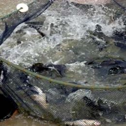 Iniciado estudo avançado sobre piscicultura em lagos naturais de Rondônia