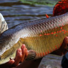 Manaus receberá o 11º Simpósio Internacional de Fisiologia da Reprodução de Peixes