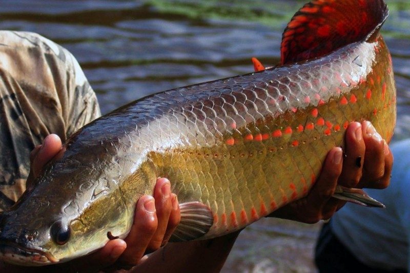 Manaus receberá o 11º Simpósio Internacional de Fisiologia da Reprodução de Peixes