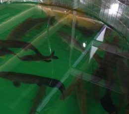 Seder oferece assistência técnica para produção de peixes em dias nublados