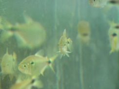 Técnica reproduz peixes em extinção através de 'barriga de aluguel' em SP
