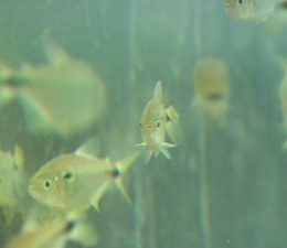 Tecnologia acelera a criação de lambari de cativeiro em SP