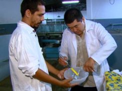 Técnica reproduz peixes em extinção através de 'barriga de aluguel' em SP