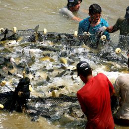 Produção de peixes é abundante em Rondônia, mas emperra na comercialização