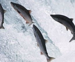 Depois de bater US$ 8,30, preço do salmão chileno cai; Alasca tem boa safra