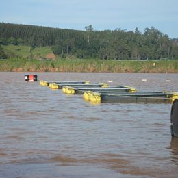 piscicultores debatem criação de cooperativa